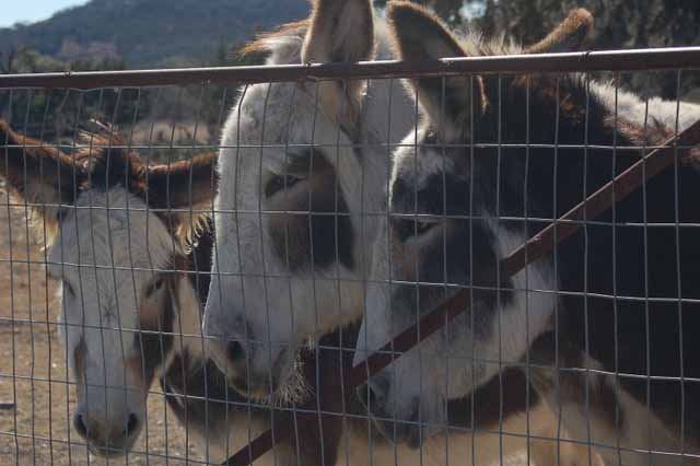 donkeys at Vanderpool